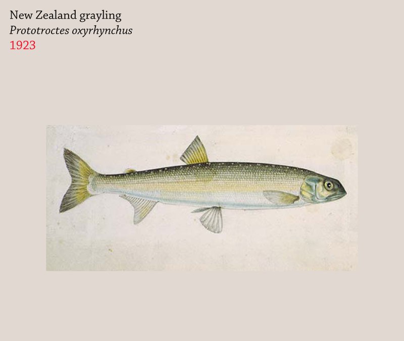 Prototroctes Oxyrhynchus
