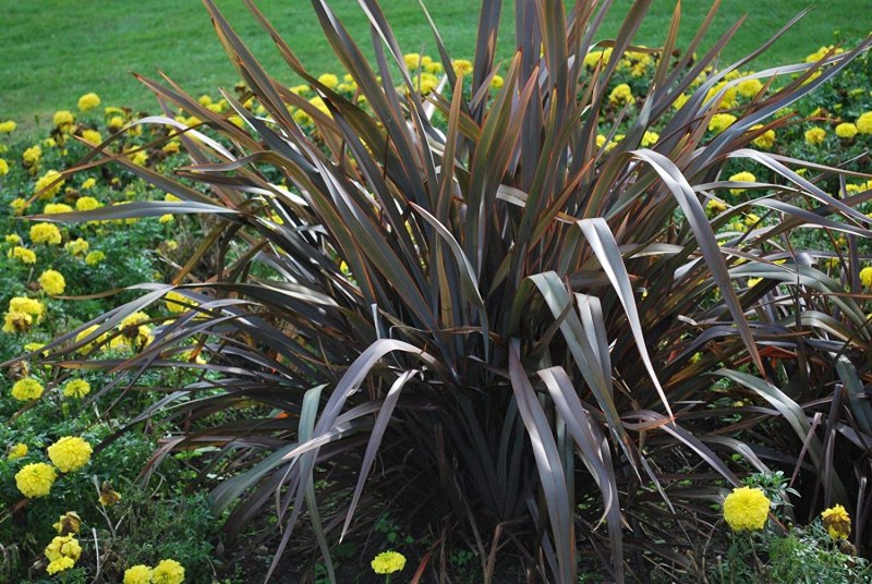 Новозеландский лен (Phormium Tenax