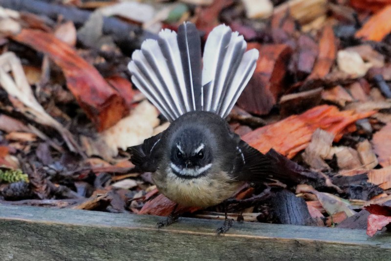 Fantail Веерообразный хвост