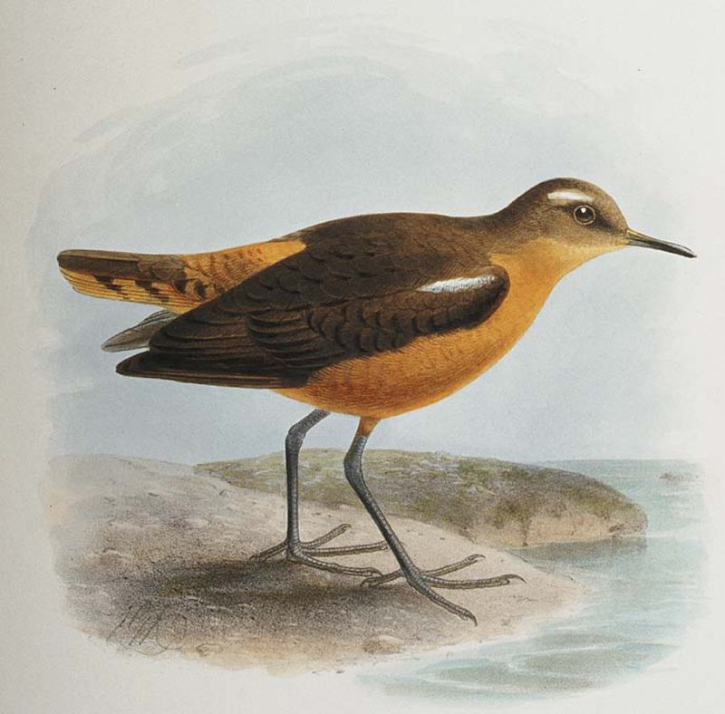Stamp Iademed Plover (Phegornis mitchellii)