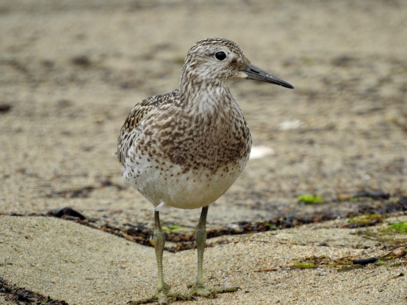 Calidris tenuirostris