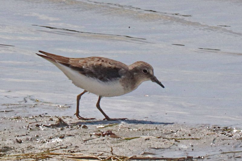 Белохвостый песочник (Calidris temminckii)