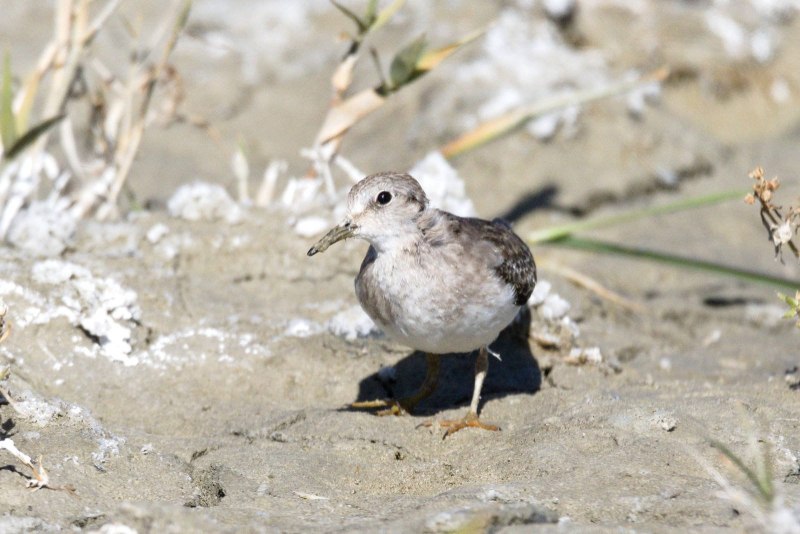 Calidris ptilocnemis