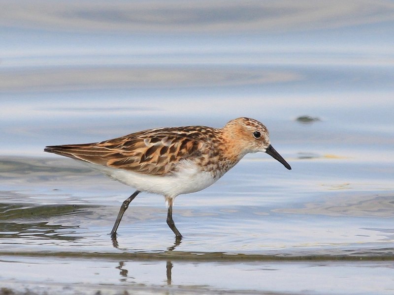 Кулик-Воробей - Calidris minuta