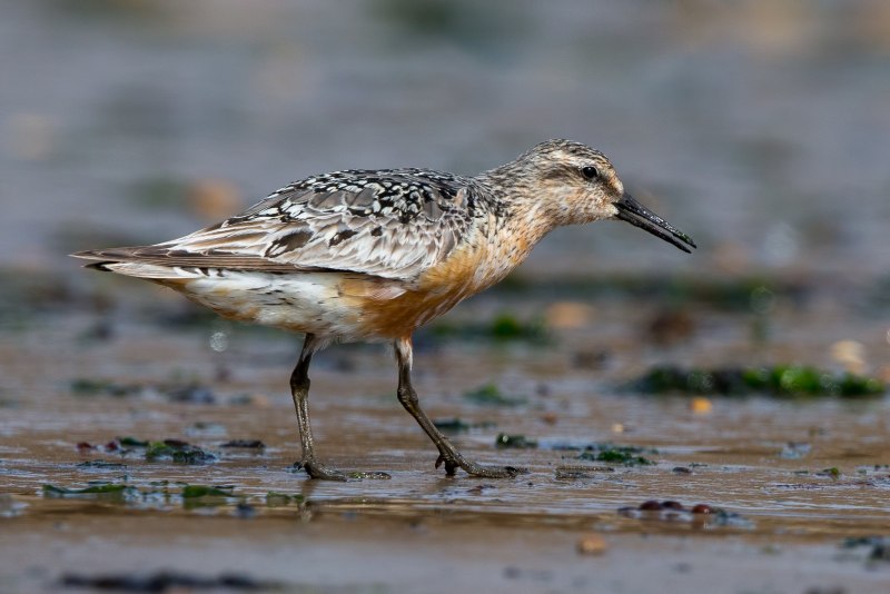 Исландский песочник (Calidris canutus)