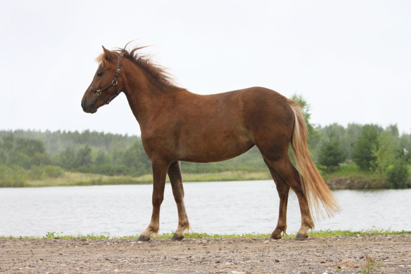Классический пони