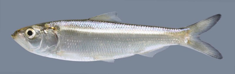 Alosa Alosa