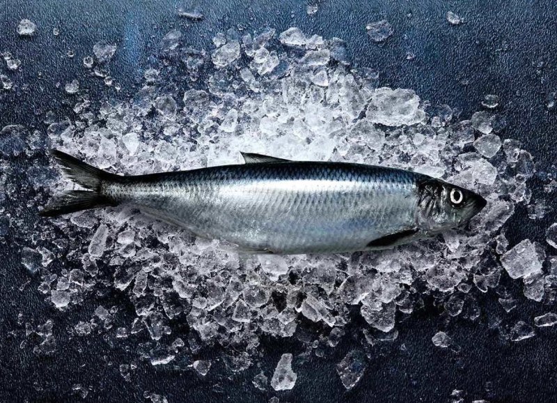 Черноморско-Азовская морская сельдь