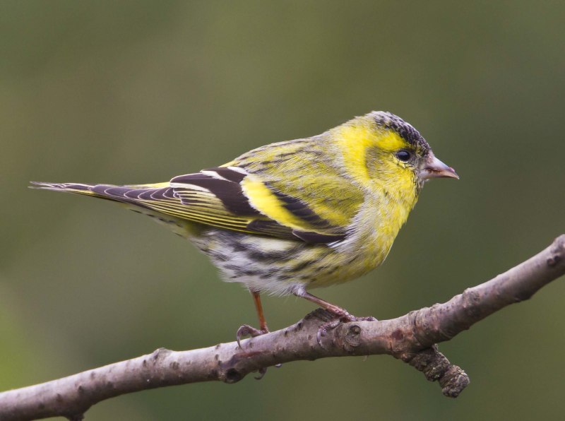 Spinus tristis птица