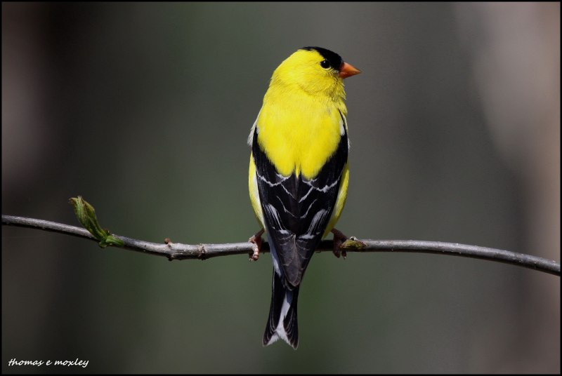 American Goldfinch птица