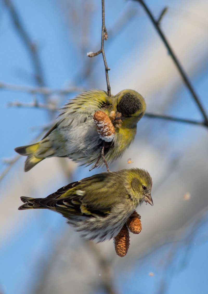 Чиж (Carduelis Spinus)
