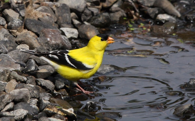 Carduelis tristis
