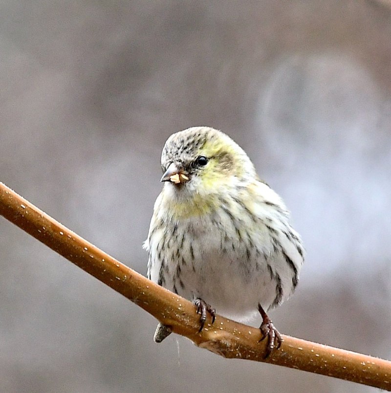 Чиж (Carduelis Spinus)