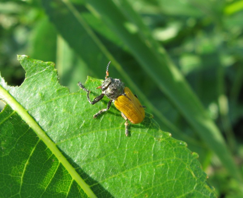 Листоед крупночелюстник (Labidostomis longimana)