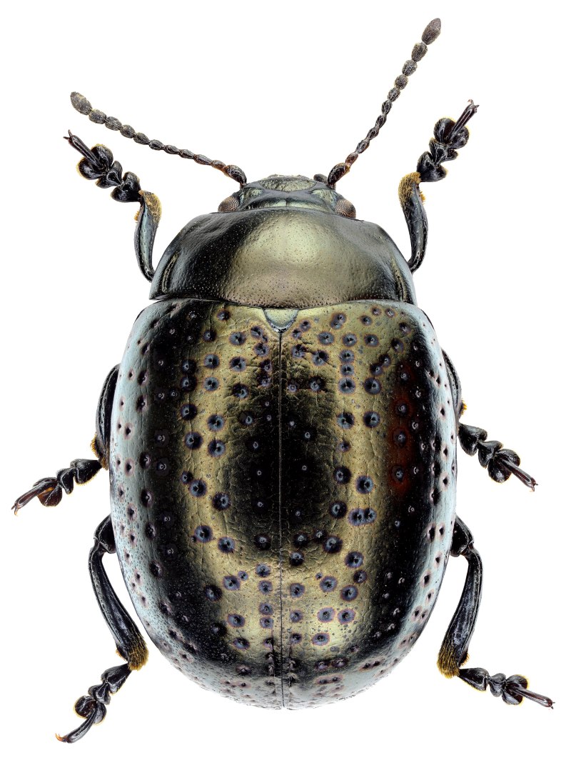 Chrysolina sahlbergii (Menetries, 1832)
