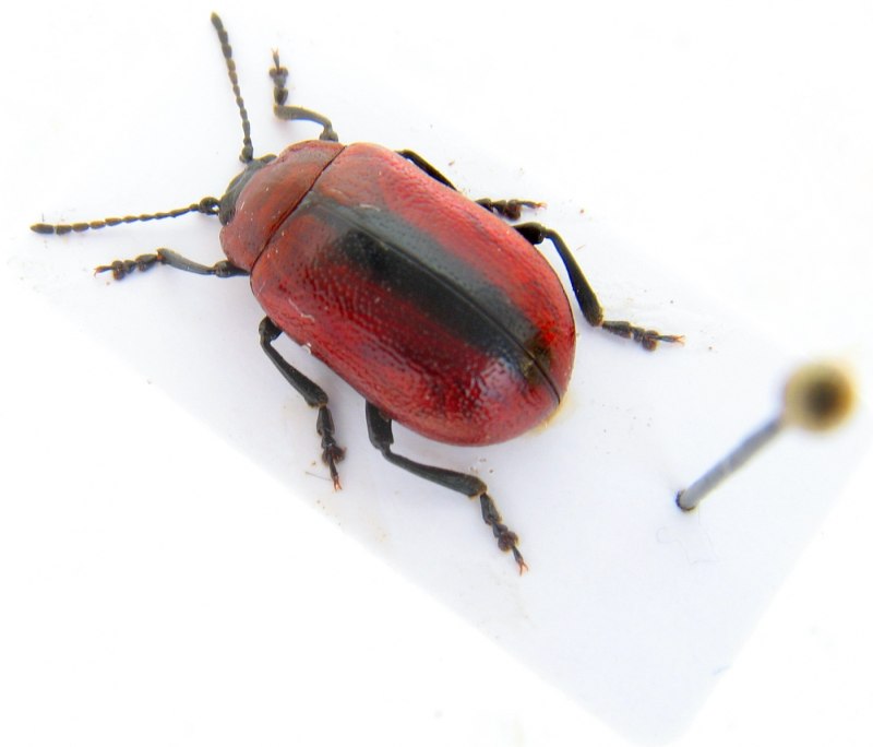 Oreina cacaliae