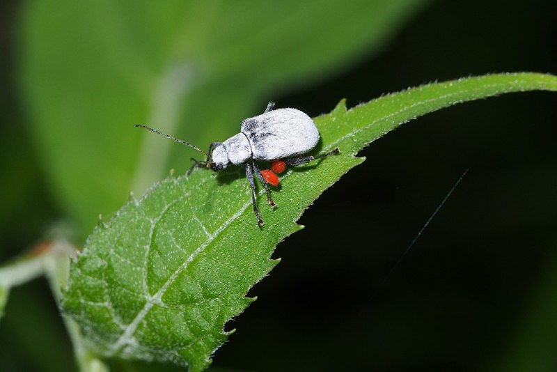 Myrmosa atra