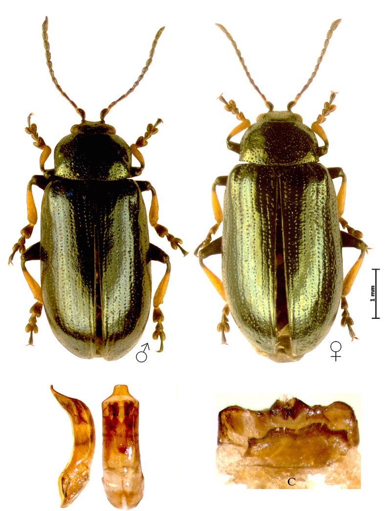Phratora laticollis (Suffrian, 1851)
