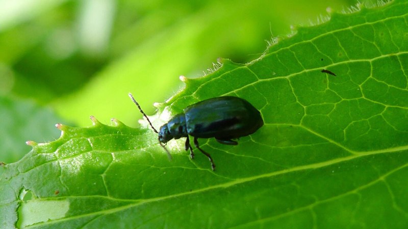 Altica oleracea