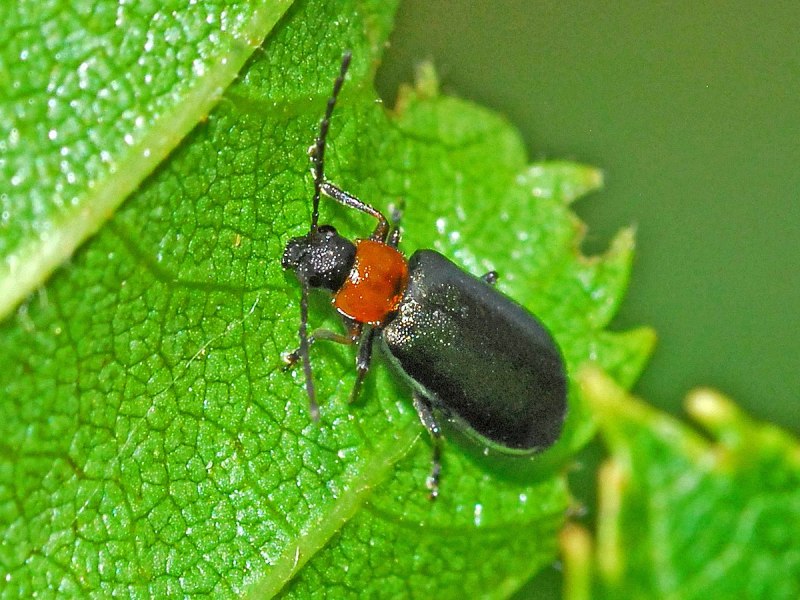 Luperus pinicola
