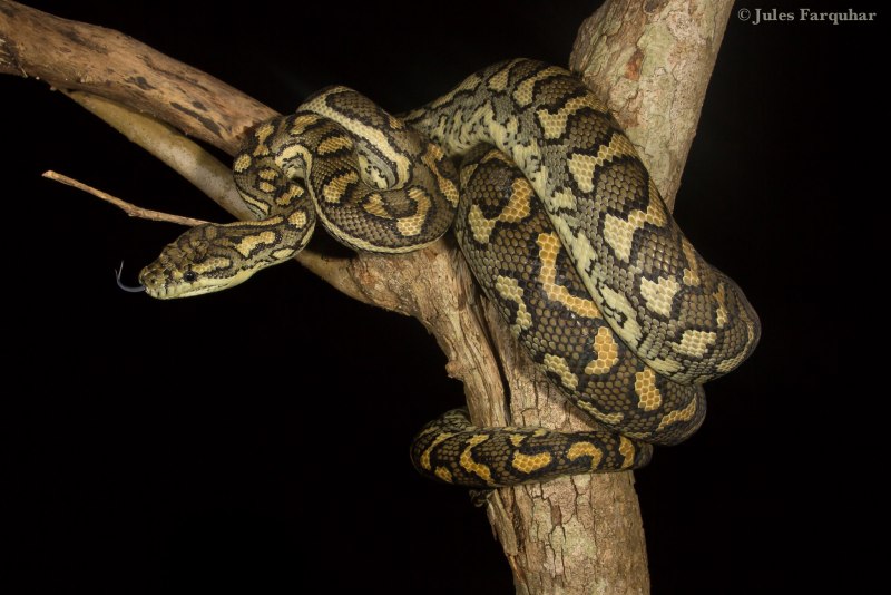 Ромбический питон (Morelia spilota spilota)