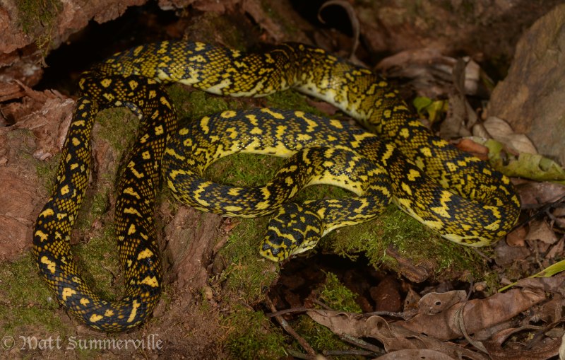 Ромбический питон (Morelia spilota spilota)