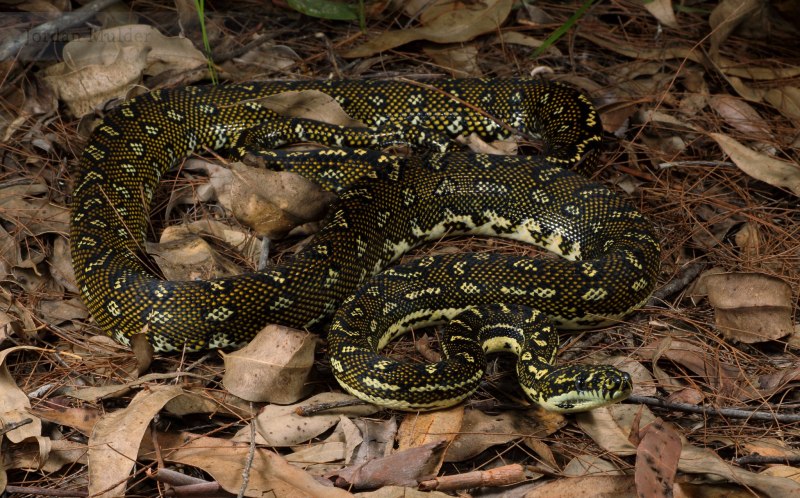 Ромбический питон (Morelia spilota spilota)