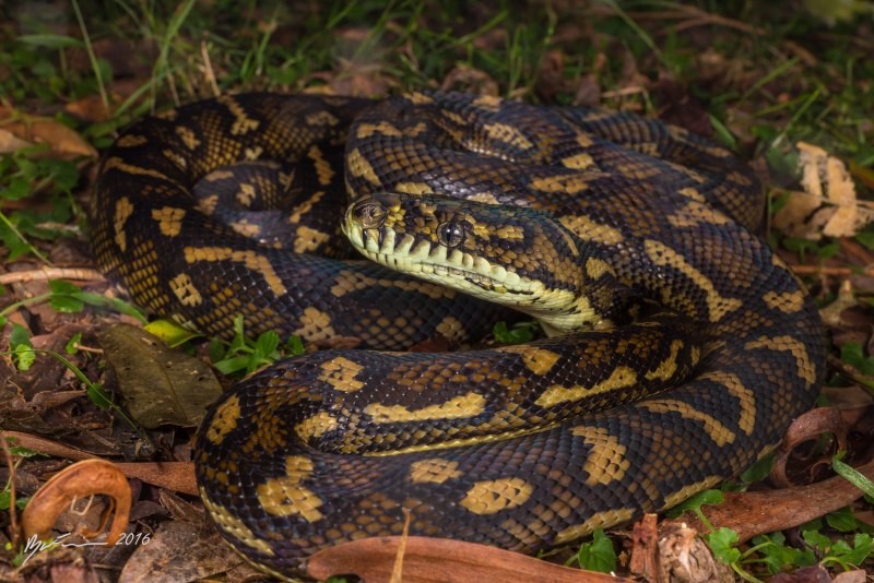 Ромбический питон (Morelia spilota spilota)