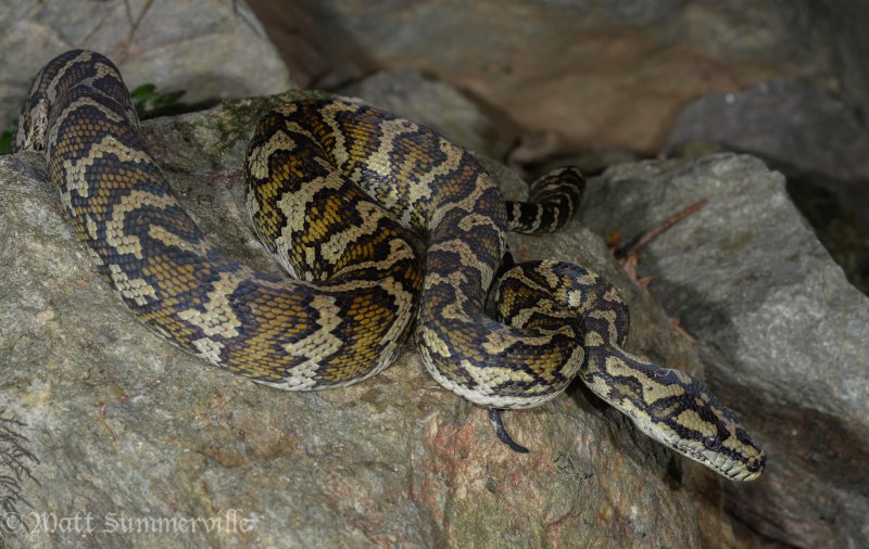 Ромбический питон (Morelia spilota spilota)