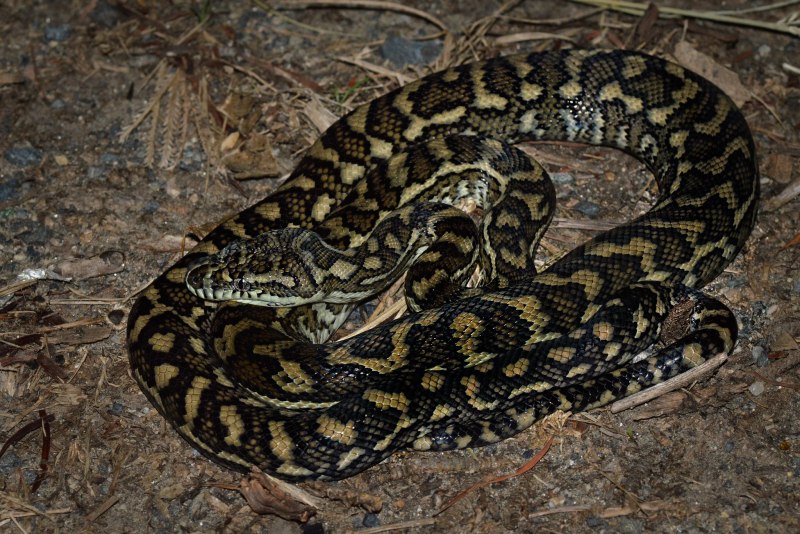 Ковровый питон Morelia spilota variegata