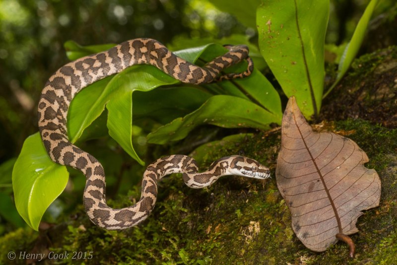 Morelia Bredli