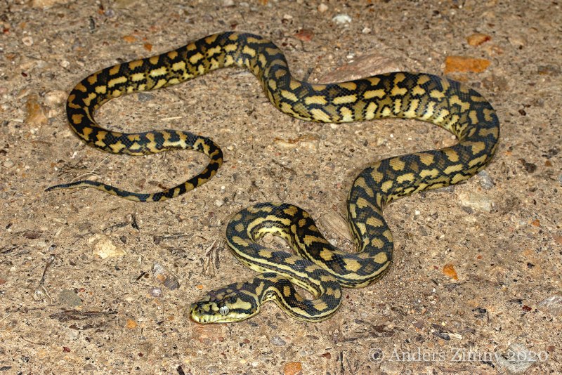 Morelia spilota mcdowelli