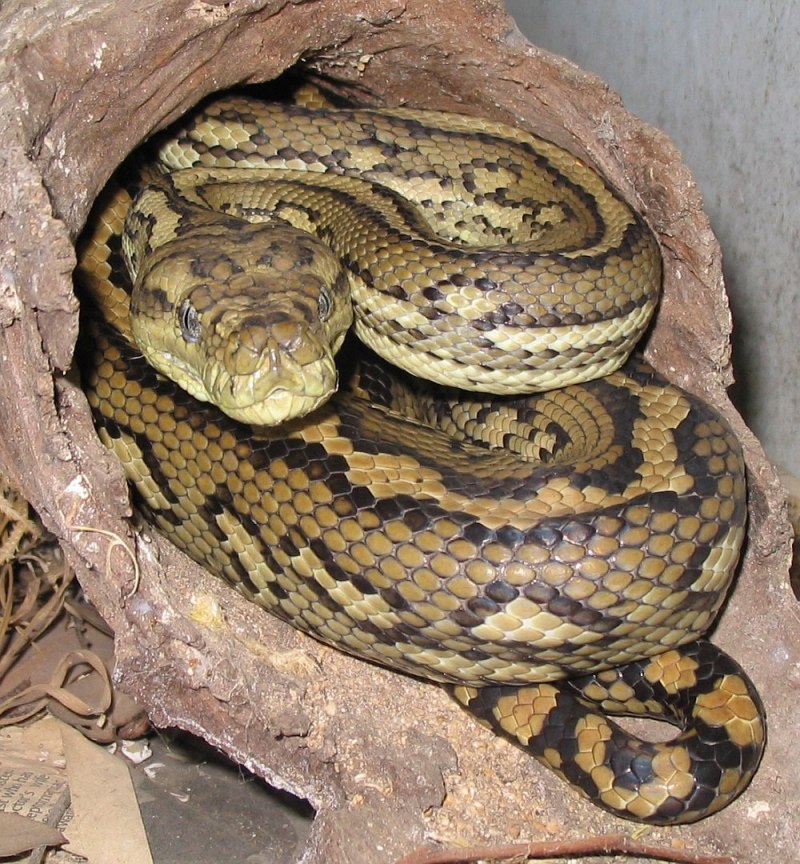 Morelia spilota, Ковровый питон