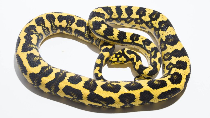 Morelia spilota cheynei