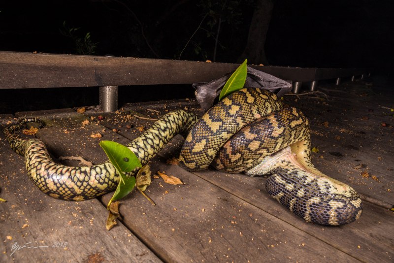 Morelia spilota mcdowelli