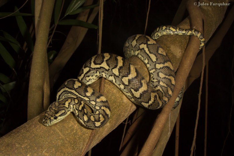 Morelia spilota mcdowelli
