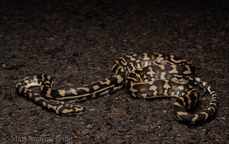 Ромбический питон (Morelia spilota spilota)