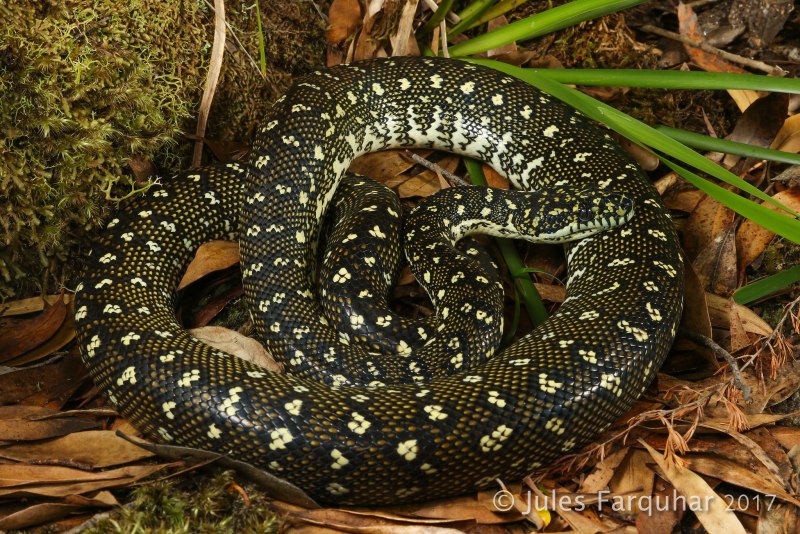 Morelia spilota змея