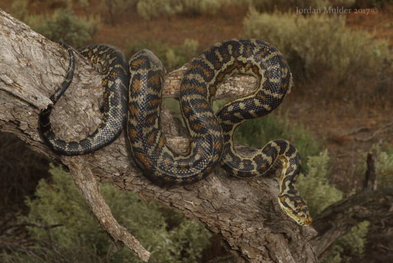 Morelia spilota spilota