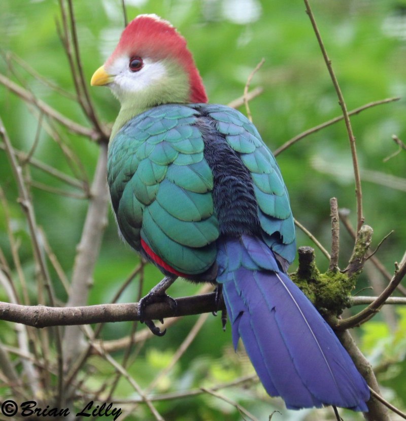 Tauraco erythrolophus