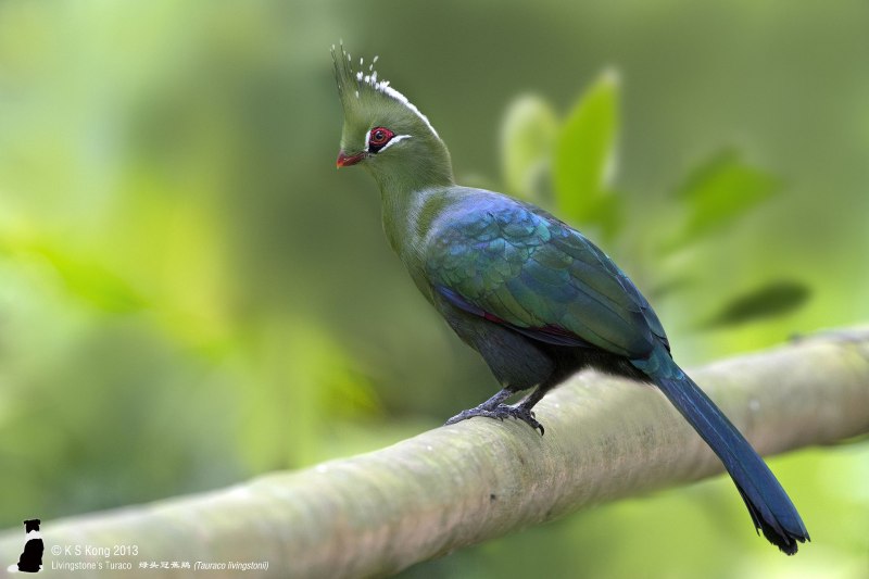 Бананоед Ливингстона (Tauraco livingstonii)