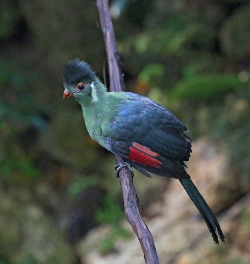 Tauraco leucotis