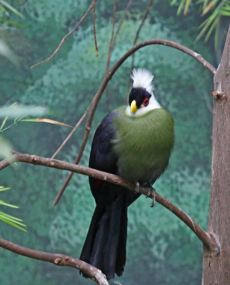 Tauraco leucolophus