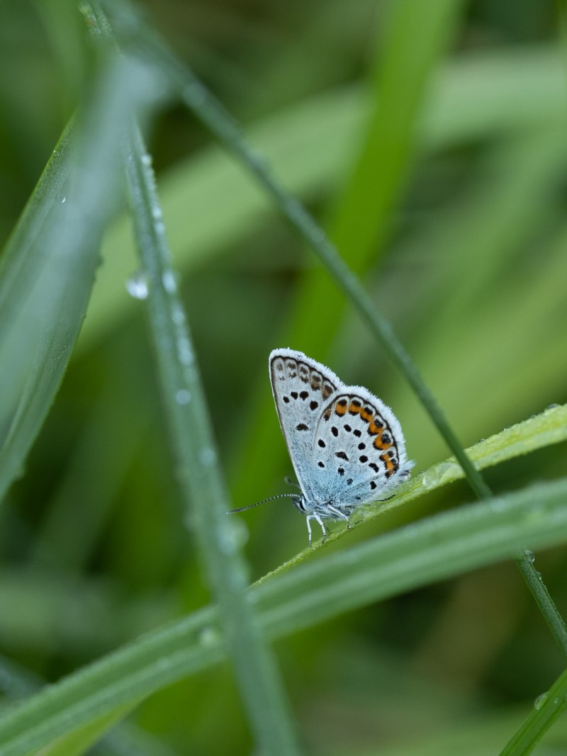 Голубянка Аргус plebejus Argus