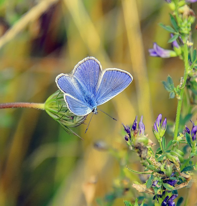Бабочка голубянка Давида