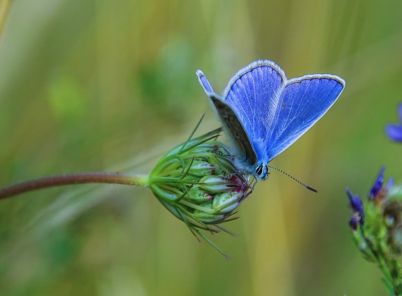 Голубянка и Карп