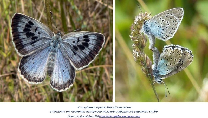 Голубянка Арион