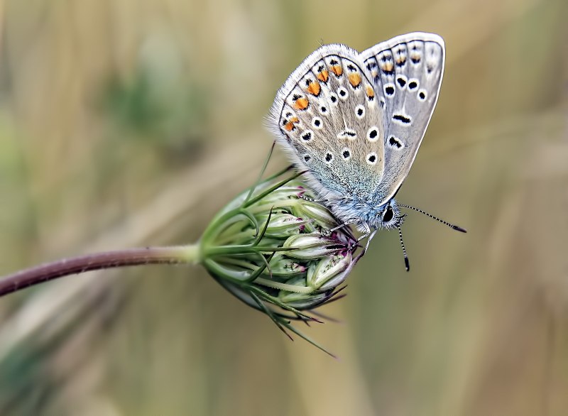 Голубянка красивая вид с боку