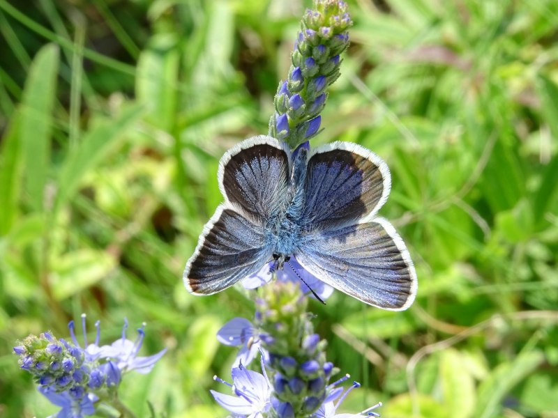 Голубянка ягода Лесная