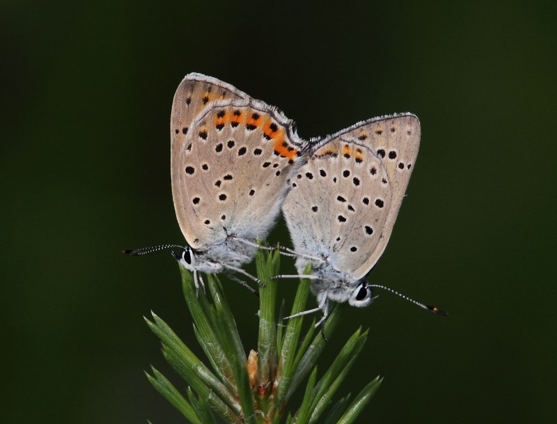 Личинка голубянки
